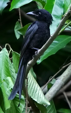 dicruridae